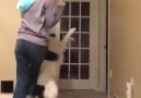 Dancing with your Dog