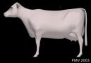 3D animasyon Paravertebral Anesitezisi