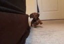 Dashing Dachshund!