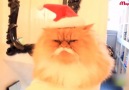 Коты против Нового года!