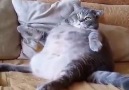 Очень толстый кот сидит