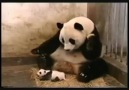Панда испугалась детёныша :)