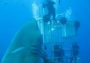 Deep Blue (The biggest shark ever filmed) second part