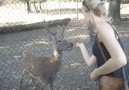 Deer bows after being given a treat