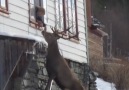 deer comes for bread daily