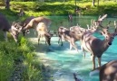 Deer crossing a lake in Pennsylvania are clearly majestic.&