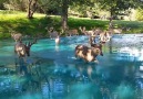 Deer crossing a lake in Pennsylvania are clearly majestic Credit ViralHog