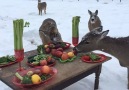 Deer enjoying their holiday feast