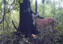 Deer Farts On Camera, Internet Rejoices!