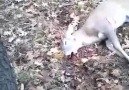 Deer Hunter Gets A Huge Surprise!