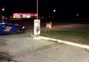 Deer is brave or real dumb . Have a look