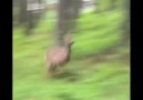 Deer Runs Over Dog