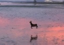Deer skips along Poole shore