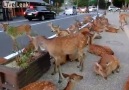 1000 DEER TAKE OVER ROADS