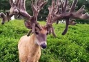 Deer with amazing antlers