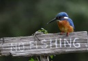 Defiant Kingfisher by IJsvogels.nl. Netherlands. -)