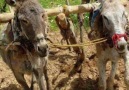 DEĞİRMENİM TERSE DÖNDÜ BU SENE - Eski Türküler Piribeyli