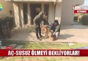 Dehşet villası!