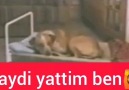 Deli firtina - İyi geceler