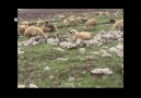 dengbj li Qerejdax bılur