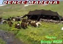 Denge Marena -Yönetmen Brindar KOÇER