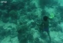 Deniz çingenelerinin inanılmaz av görüntüleri