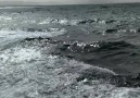 Deniz dalgalı