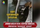 Denize düşen kedi köpeğe sarıldı!