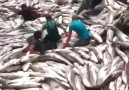 Denizi Kurutan Karadenizli Balıkçılar
