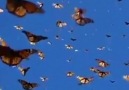 Deniz Kızı - Waltz Of The Butterfly