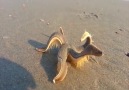 Denizyıldızı nasıl yürürBakın denizyıldızı kumda nasıl yürüyor!
