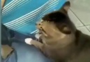 Deodorant kullanmak şart. Kedi bayıldı