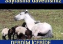 Derdim İçeride Diyemedim Ellere - Bozlak ve türküler