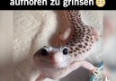 Der glücklichste Gecko ever! Danke an Gecko Galaxy