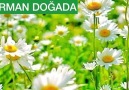 Derman Doğada - SİNÜZİTE EVDE DOĞAL BİTKİSEL ÇÖZÜM