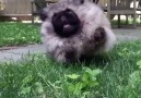Derpy Dogs Running In Slow Motion