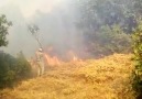 dersimde halkın orman yangınını söndürme mücadelesi video - akın gedik