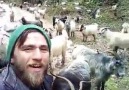 Dertli çobanKeçiler aşka geldi