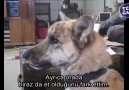 Dert sahibi konuşan köpek )