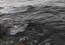 Derya kuzuları - Bora Yomralioglu