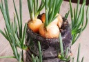 Descubra a melhor maneira de cultivar cebolinhas em casa!