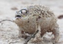 Desert Rain Frog