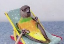 Desi Ratnasari - Incredible Smart Parrot Facebook