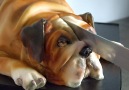 Dessert Insider - Realistic Cakes Look Like Animals Facebook