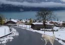 Destinos por Visitar - Navidad en el Lago Brienz en Suiza Facebook