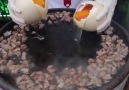 Deve Kuşu Yumurtası ve Kavurmasüper lezzet