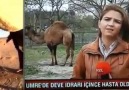 Deve sidiğinden şifa umanlar... - Sorgulayan İnsan