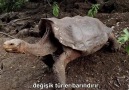 Dev Galapagos Kaplumbağası