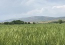 Devrim Acar - dans eden başaklar.. Akıncılar Sivas