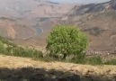 Dewa Derderey Şankuş DiyarbakıR